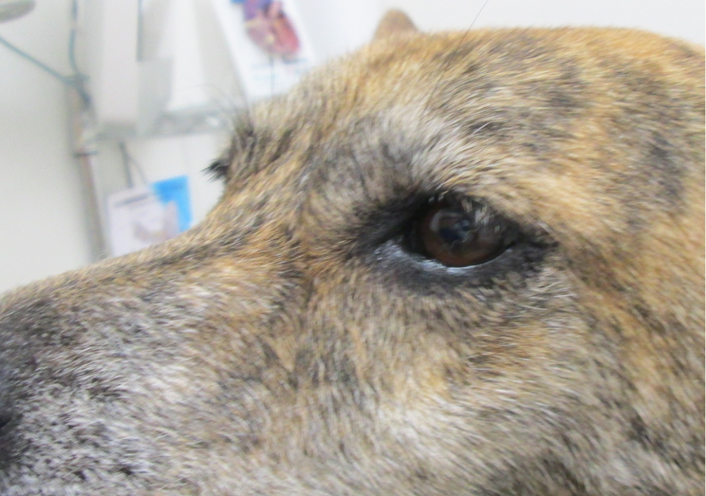 犬アトピー性皮膚炎の治療例②｜霧島市『森の樹動物病院』皮膚科/アレルギー科/ペットホテル/トリミング